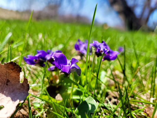 Wild Violet Flowers