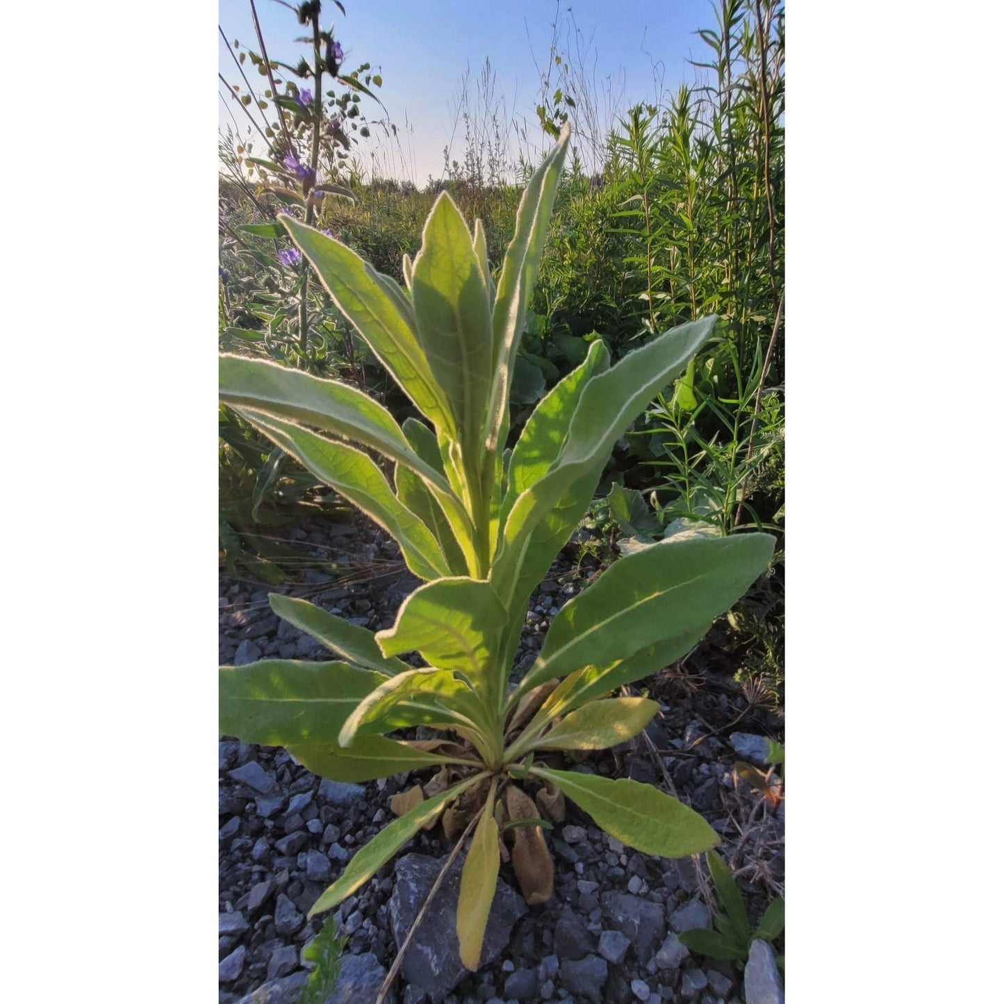 Mullein Leaf-Lady Of The Moss