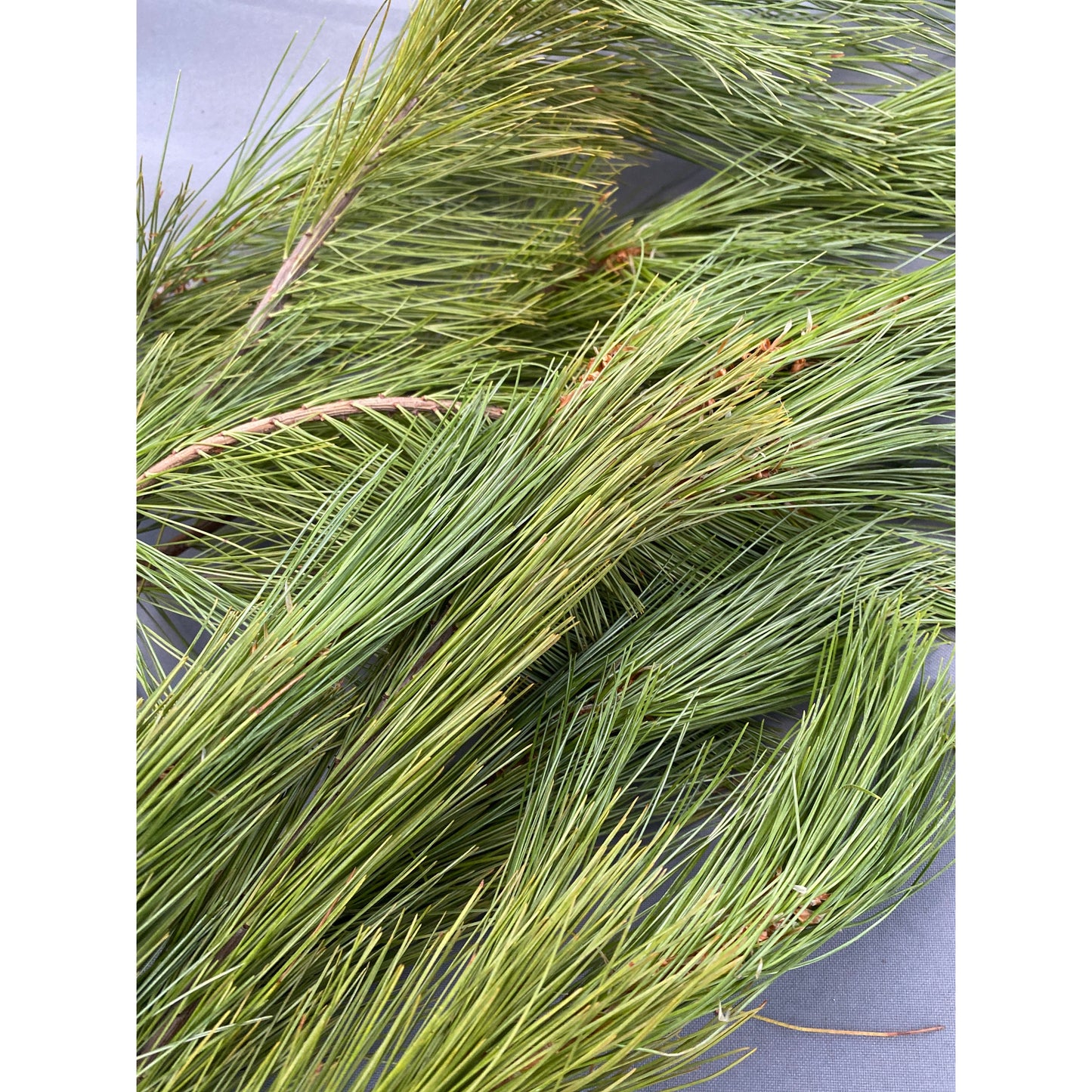 White Pine Needles-Lady Of The Moss
