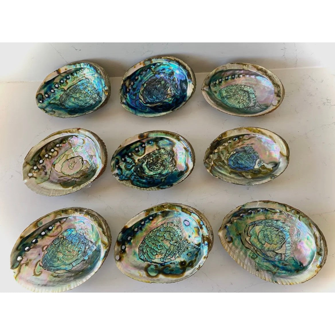 Abalone Shell-Lady Of The Moss