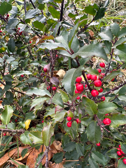 Holly Leaves