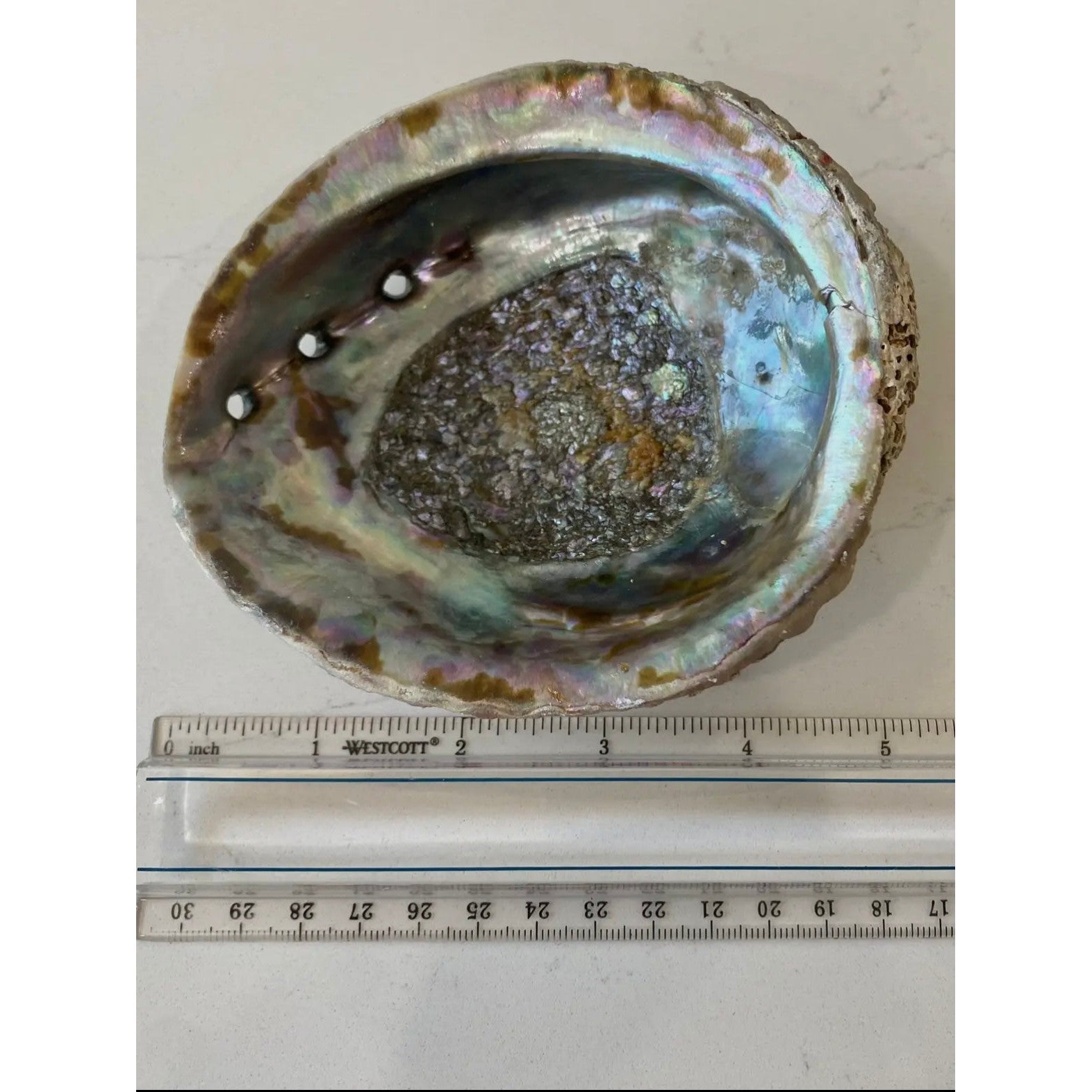 Abalone Shell-Lady Of The Moss