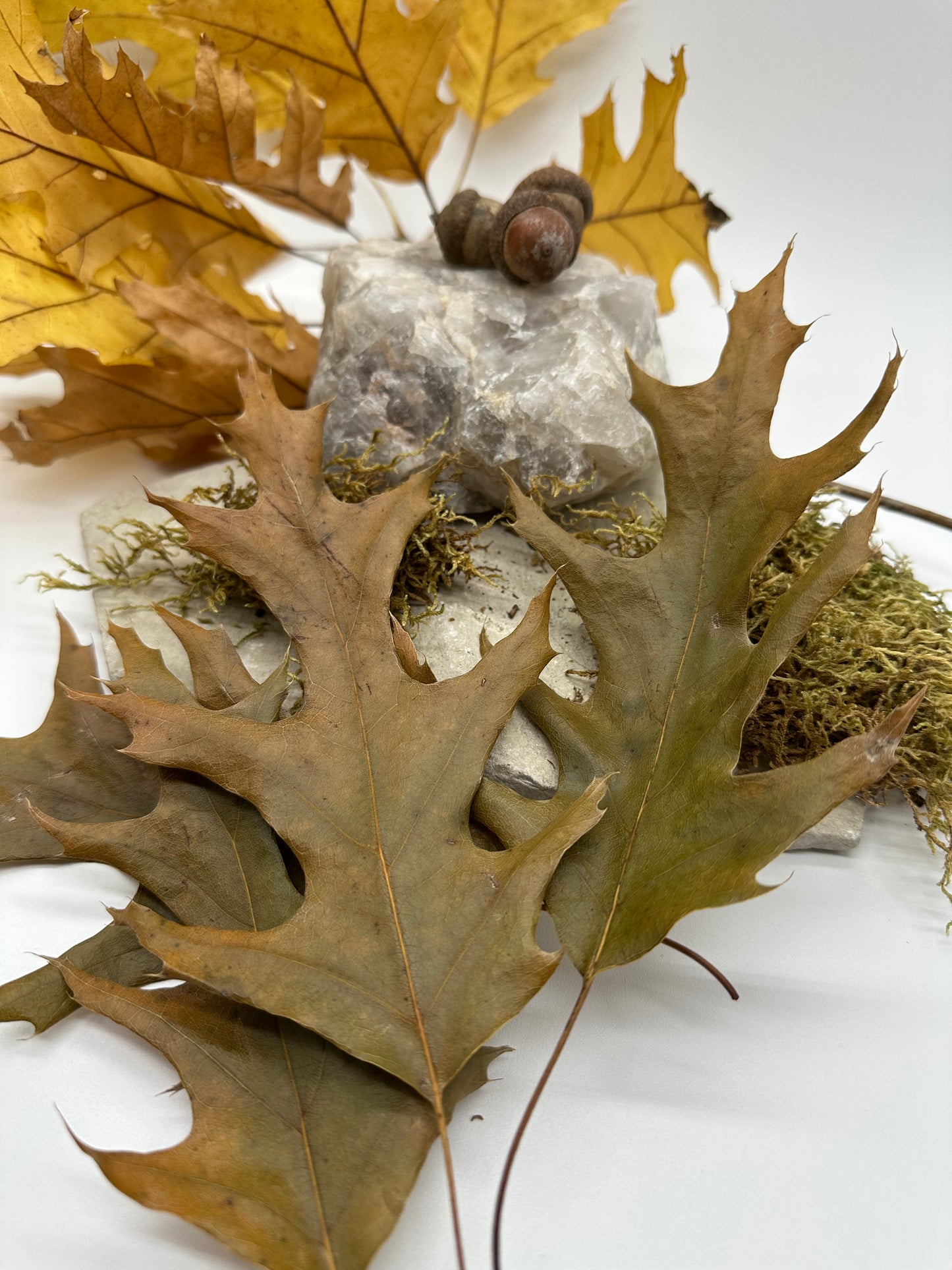 Fallen Oak Leaf