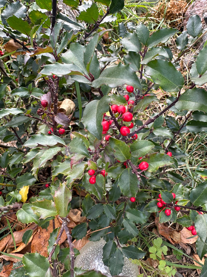 Holly Leaves