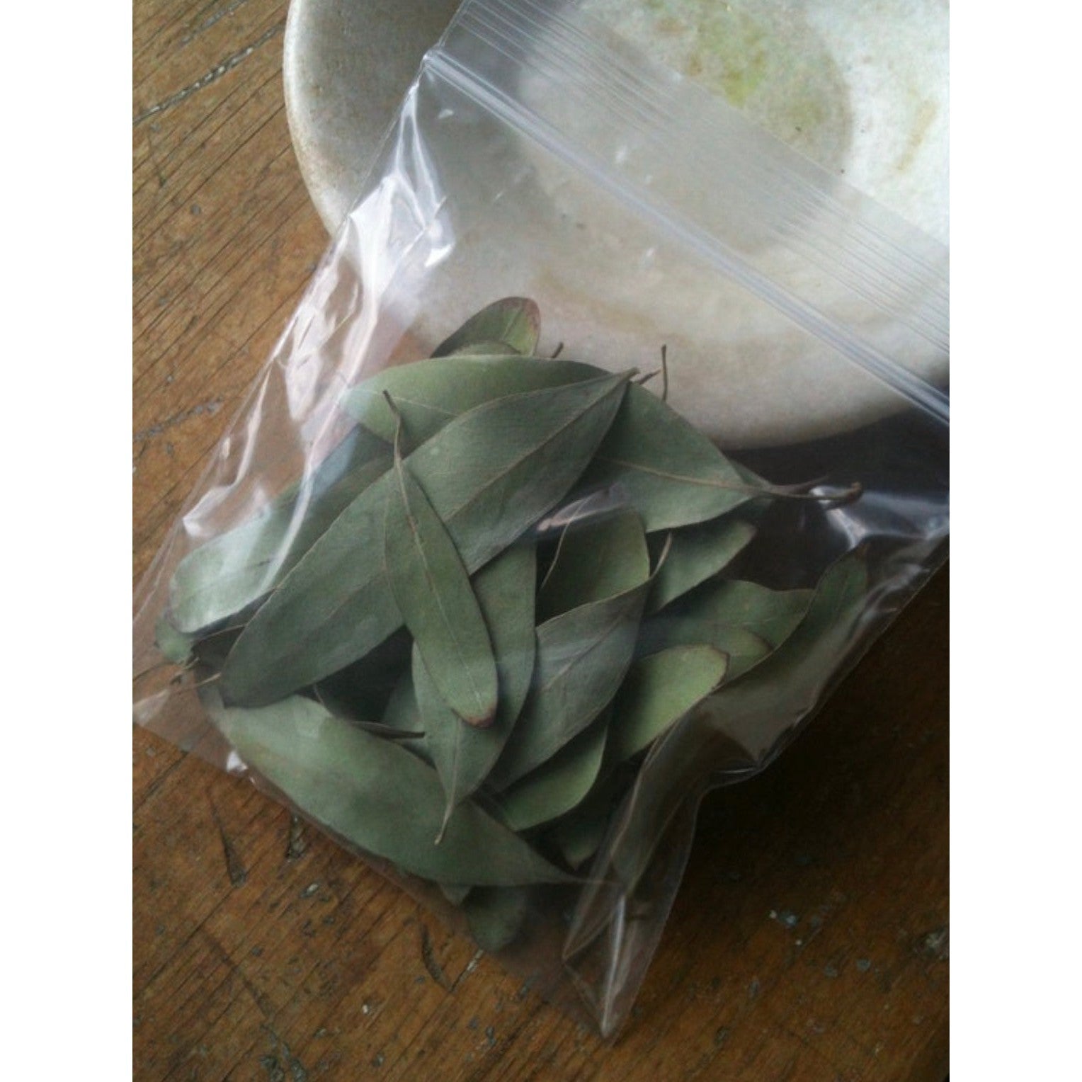 EUCALYPTUS LEAVES-Lady Of The Moss