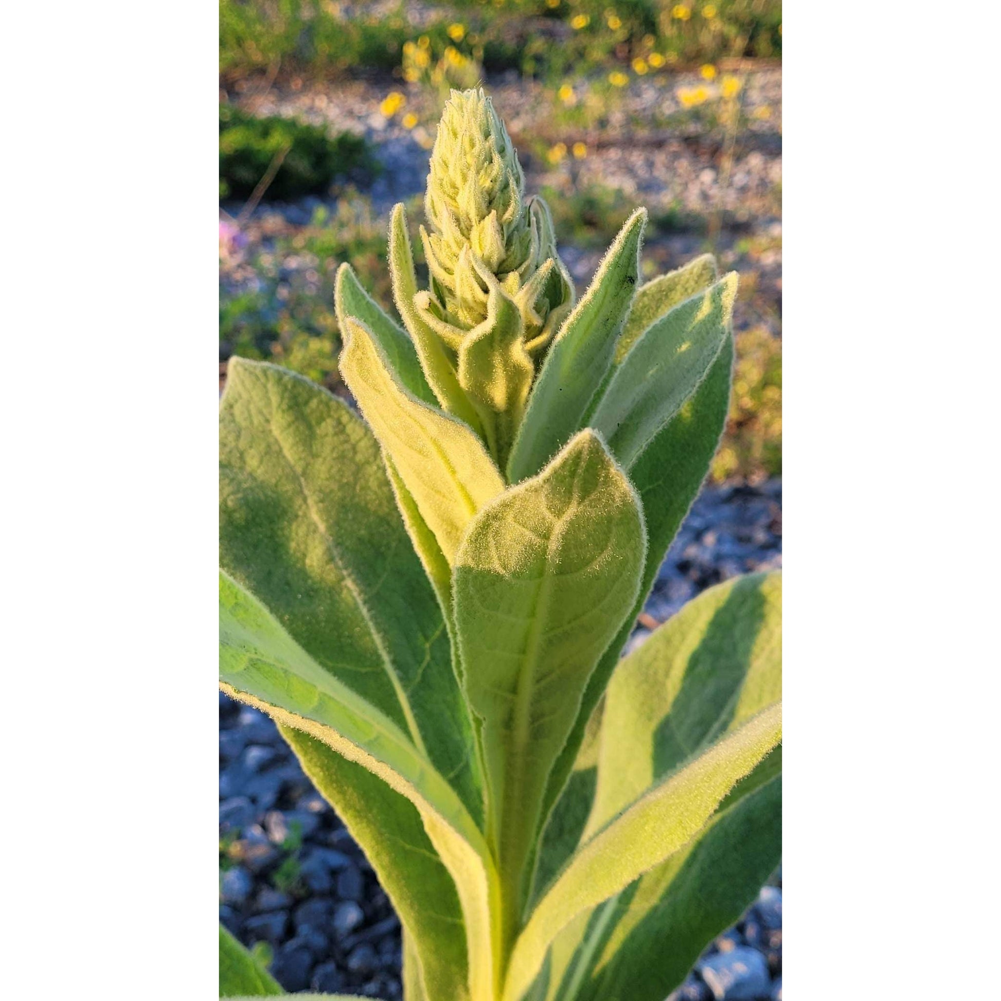 Mullein Leaf-Lady Of The Moss