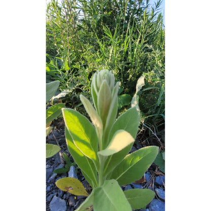 Mullein Leaf-Lady Of The Moss