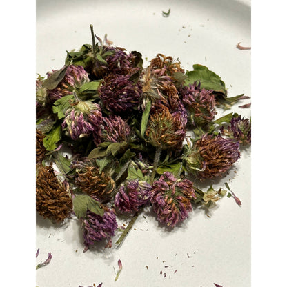 Red Clover Blooms-Lady Of The Moss