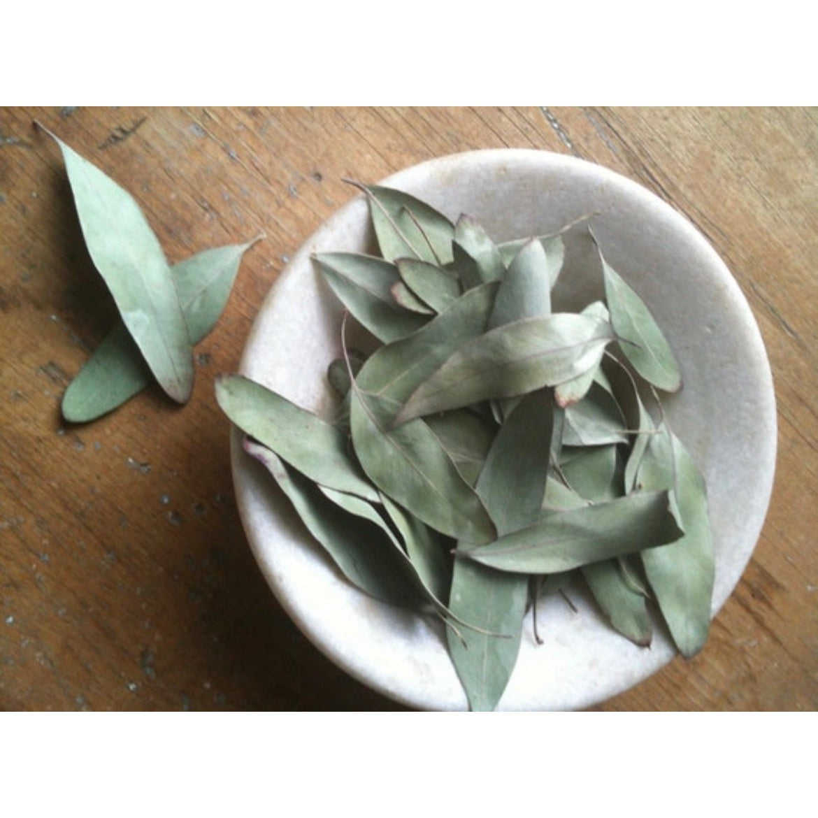 EUCALYPTUS LEAVES-Lady Of The Moss