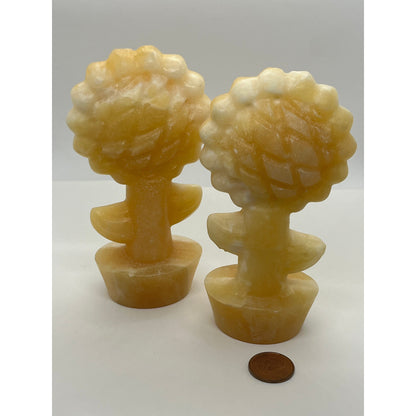 Honey Yellow Jade Sunflower-Lady Of The Moss