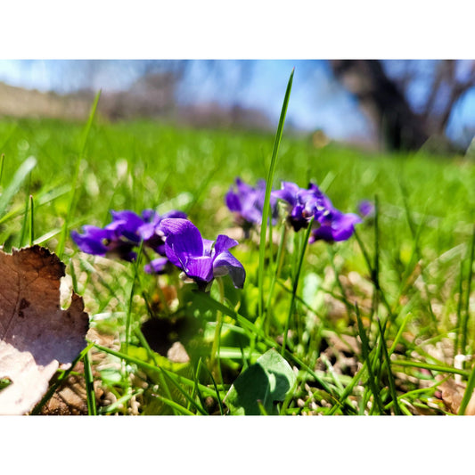 Wild Violet Flowers-Lady Of The Moss