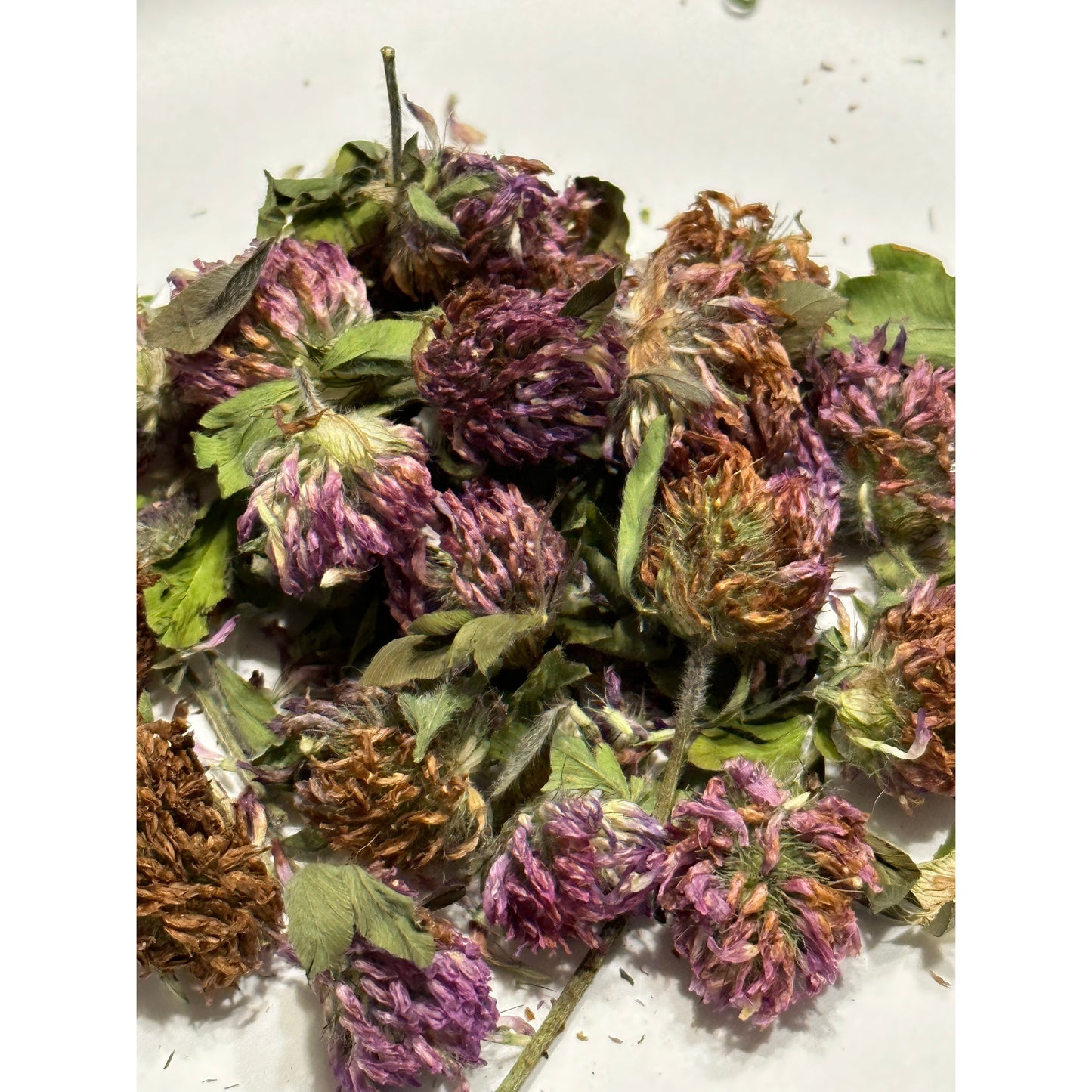 Red Clover Blooms-Lady Of The Moss