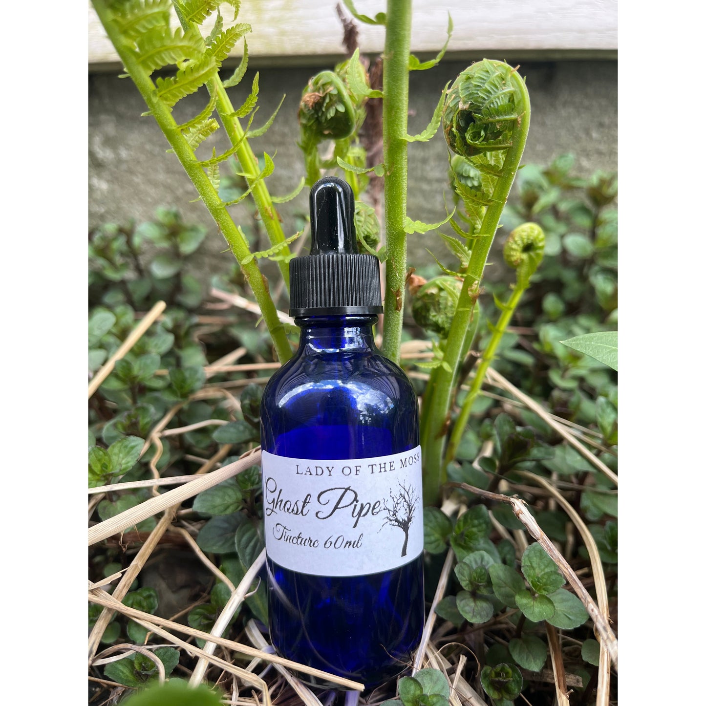 Limited Quantity! Ghost Pipe Tincture, Monotropa Uniflora, Indian Pipe-Lady Of The Moss