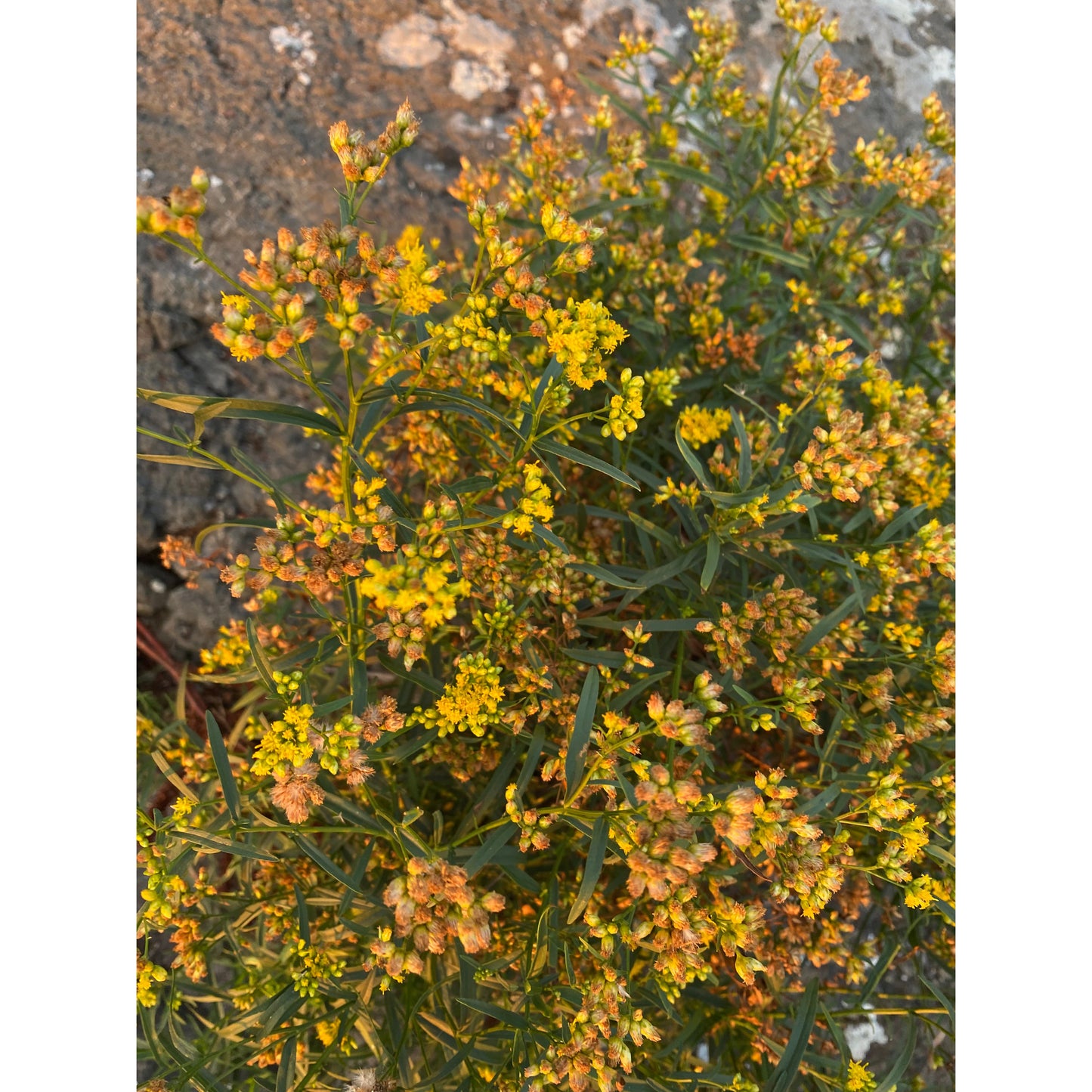 St. Johns Wort-Lady Of The Moss