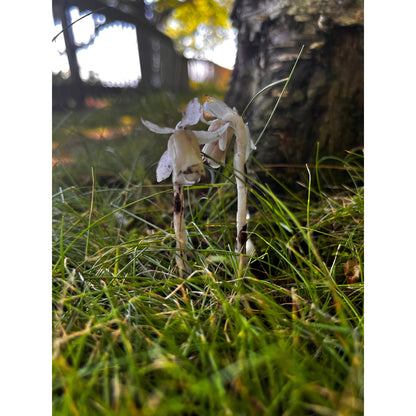 Limited Quantity! Ghost Pipe Tincture, Monotropa Uniflora, Indian Pipe-Lady Of The Moss