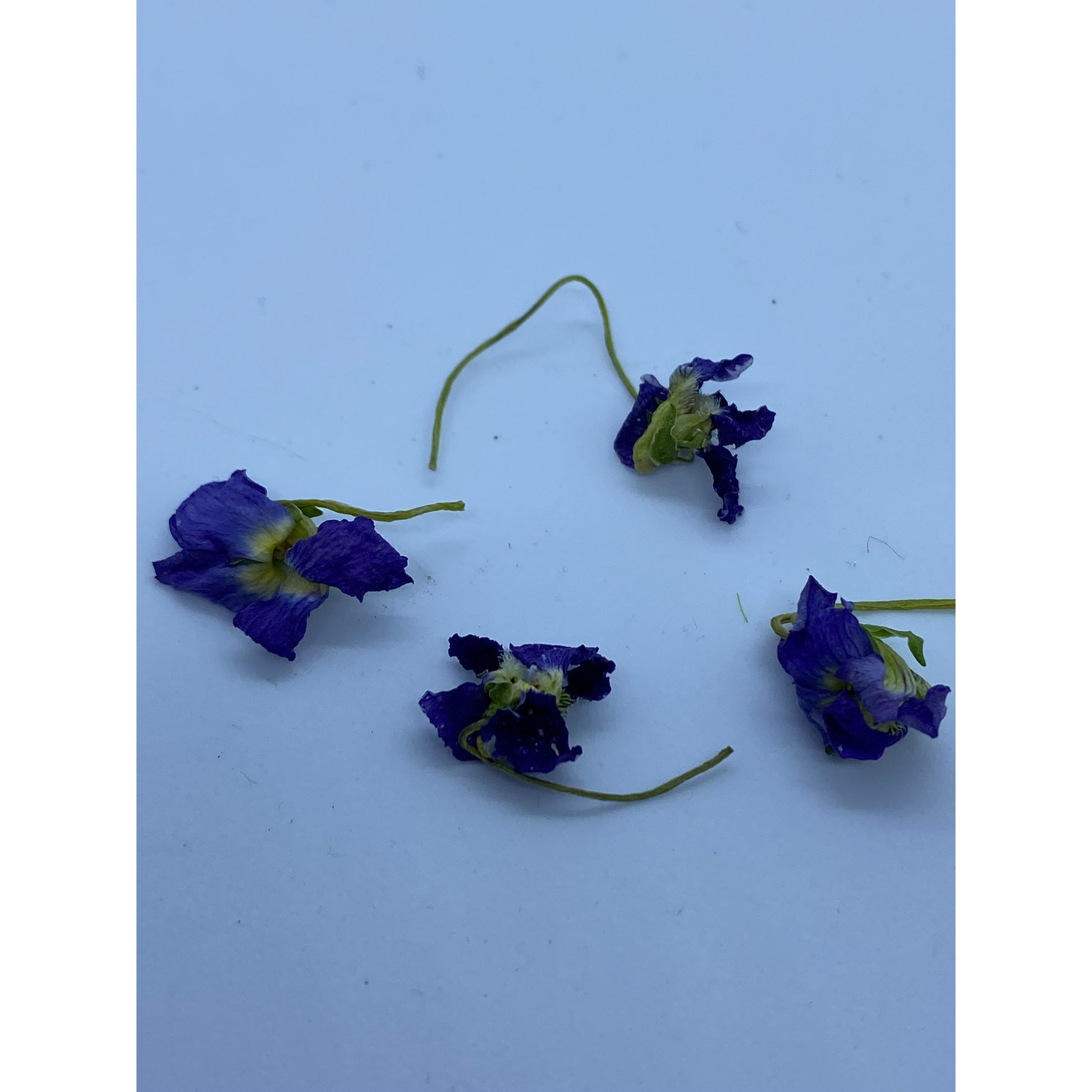 Wild Violet Flowers-Lady Of The Moss