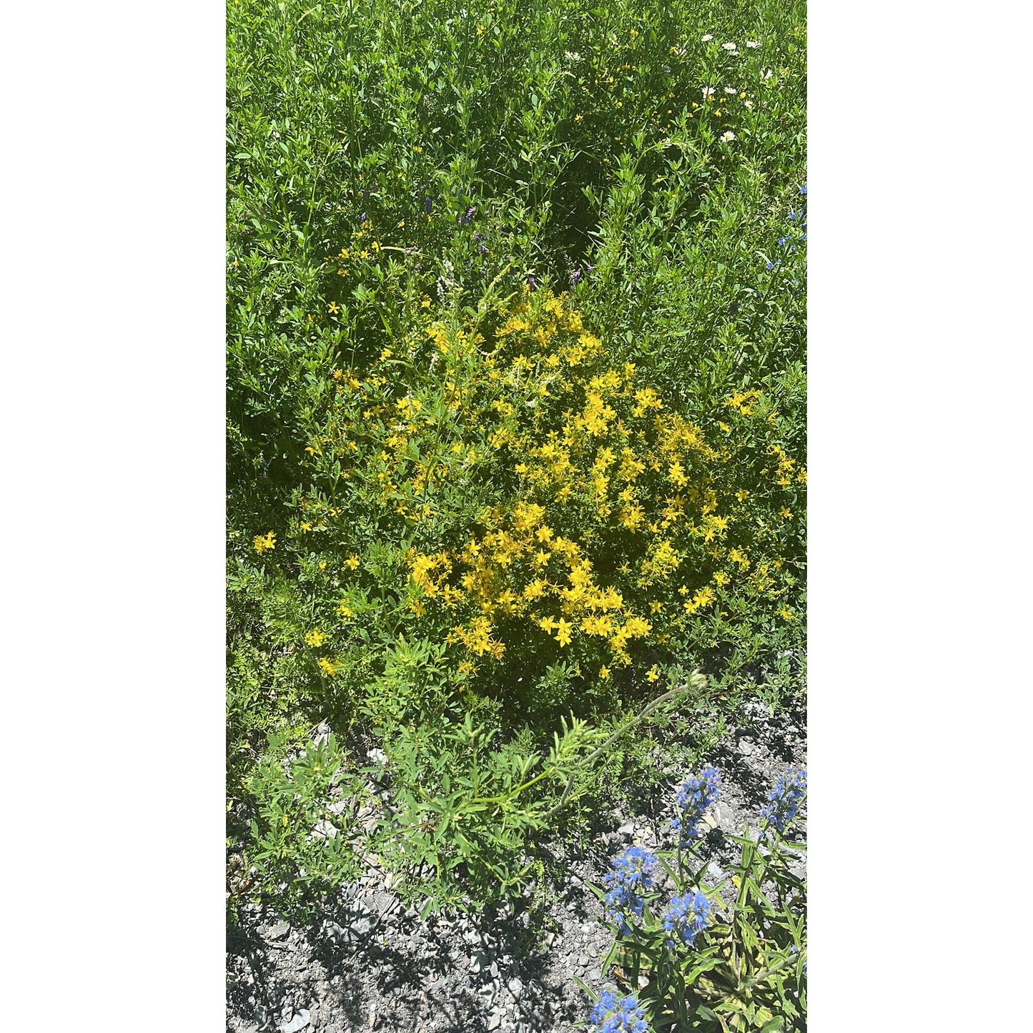 St. Johns Wort-Lady Of The Moss