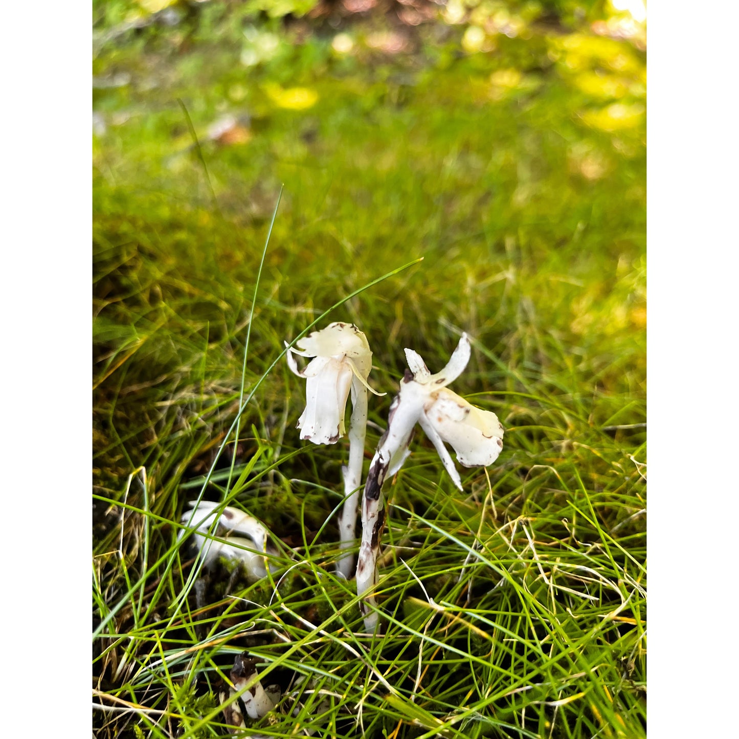 Limited Quantity! Ghost Pipe Tincture, Monotropa Uniflora, Indian Pipe-Lady Of The Moss