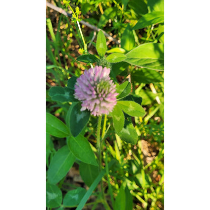 Red Clover Blooms-Lady Of The Moss