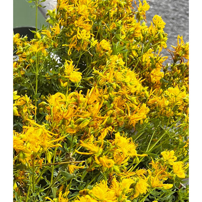 St. Johns Wort-Lady Of The Moss