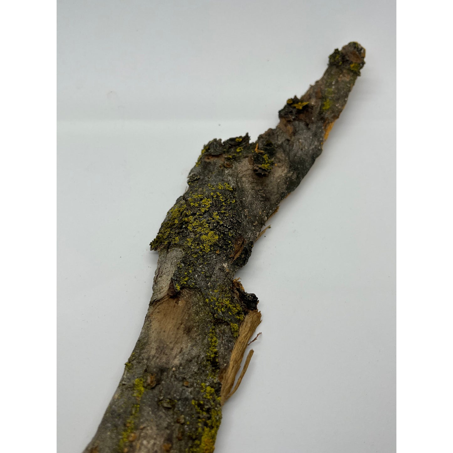 Apple Wood Bark-Lady Of The Moss