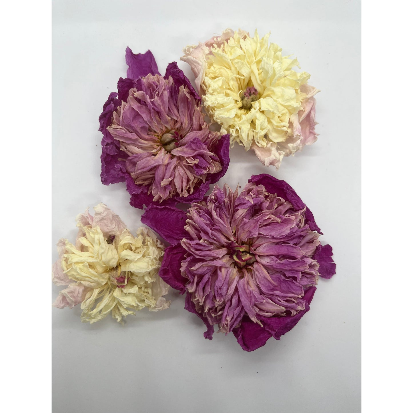 Peony Flowers - Dried - Whole Flower Heads-Lady Of The Moss