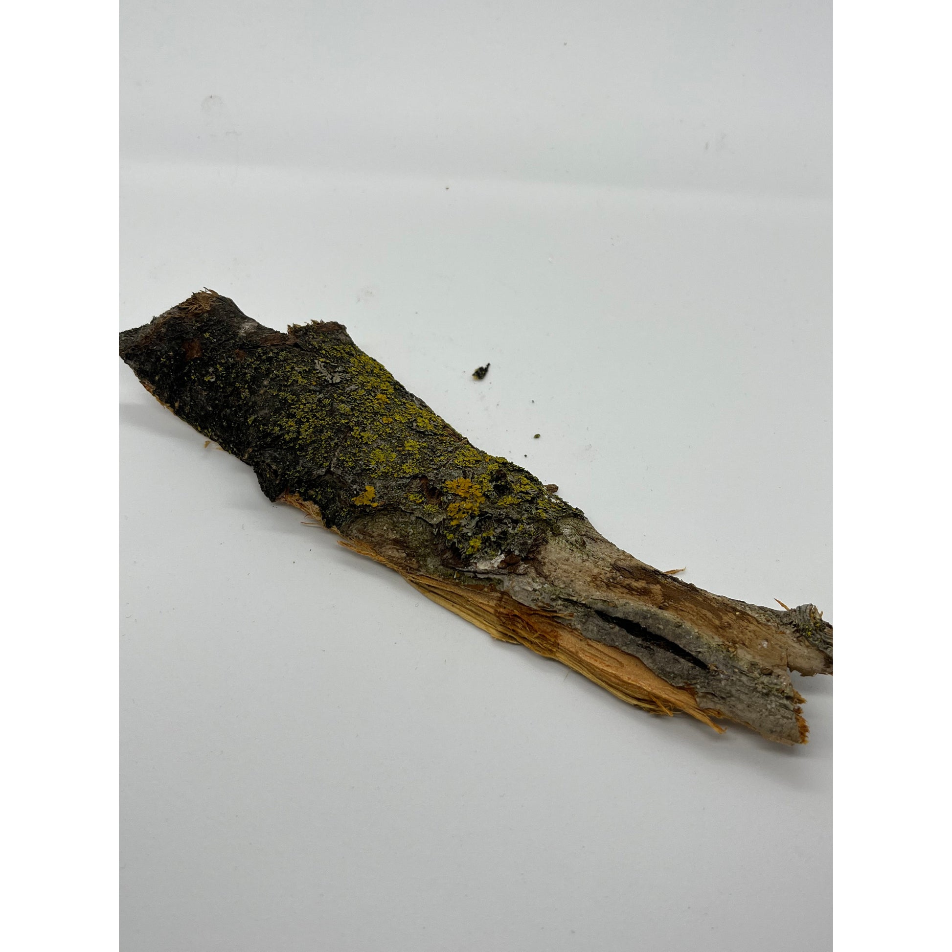 Apple Wood Bark-Lady Of The Moss