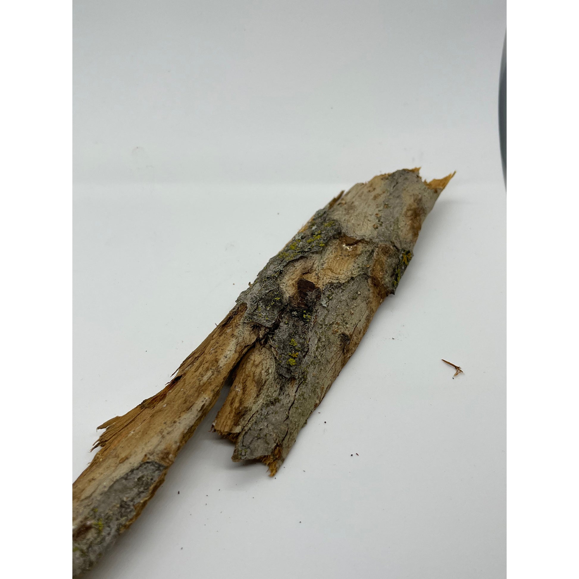 Apple Wood Bark-Lady Of The Moss