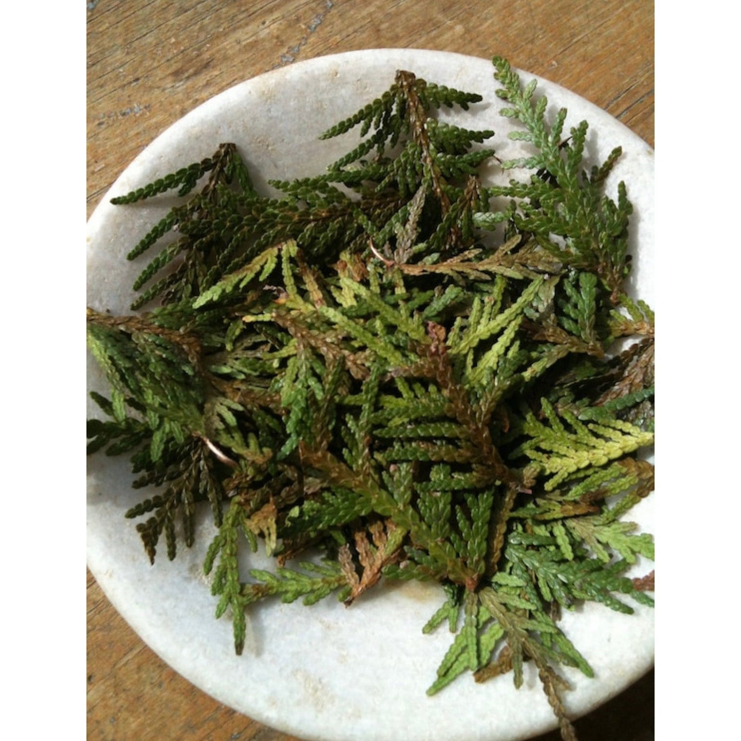 CEDAR TIPS Canadian-Lady Of The Moss