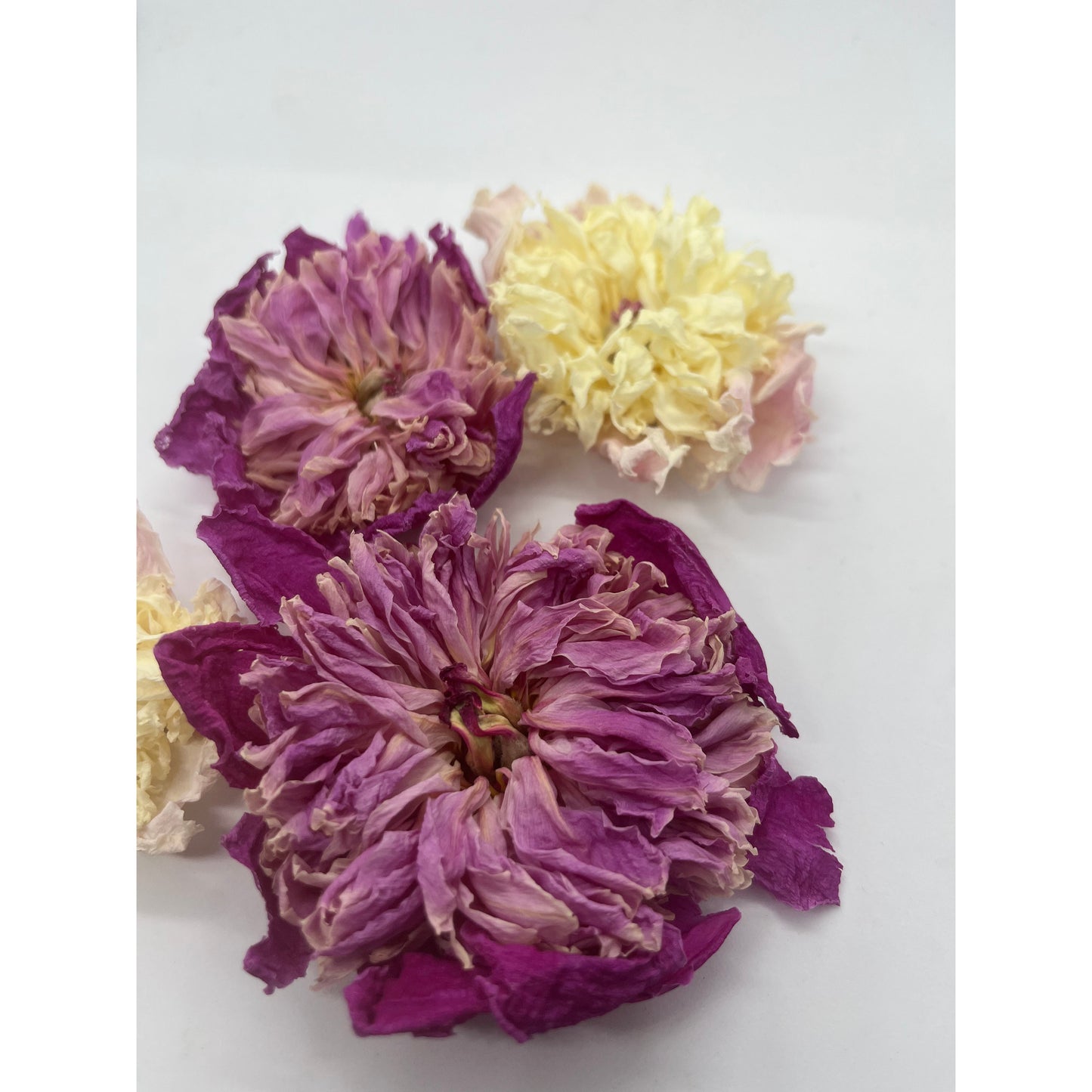 Peony Flowers - Dried - Whole Flower Heads-Lady Of The Moss