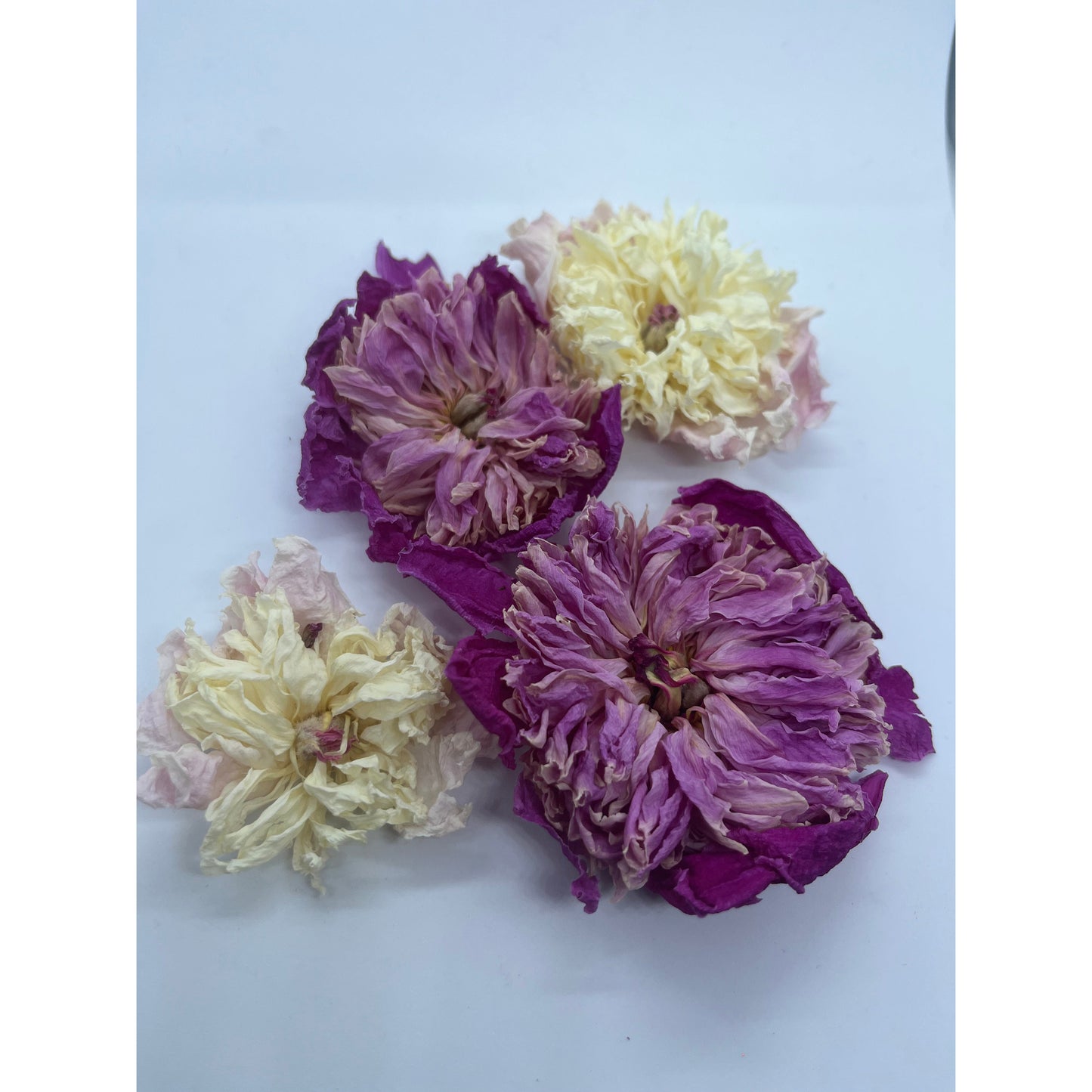 Peony Flowers - Dried - Whole Flower Heads-Lady Of The Moss